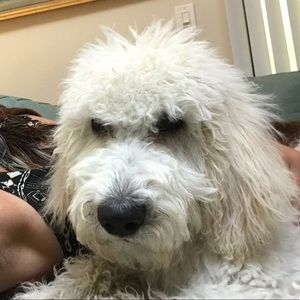 Meet your Posher, Kinsey